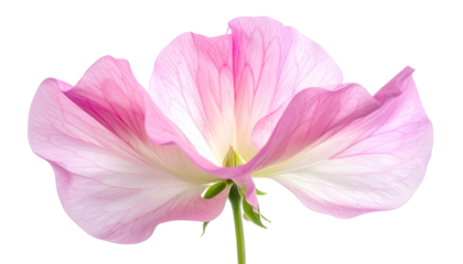 Delicate pink flower with translucent petals, seen from underside, isolated on black