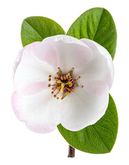 Close-up of delicate white flower with pink accents and vibrant green leaves on a dark background