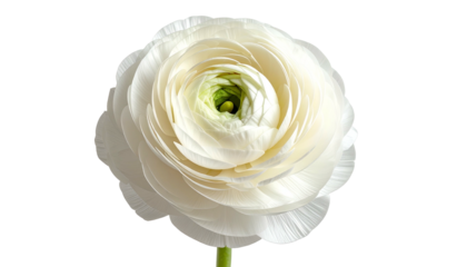 Close-up of a perfectly formed, pristine white flower with many delicate petals and a green center