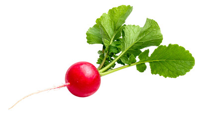 A vibrant, freshly picked radish with lush green leaves and a delicate root