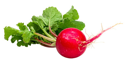 A vibrant, fresh radish with leafy green top and delicate root tendrils, isolated
