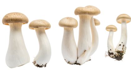 Close-up of several king oyster mushrooms of varied heights, caps and stems are visible