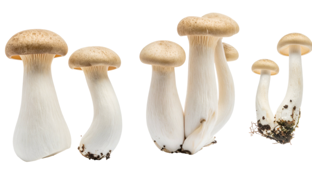 Close-up of several king oyster mushrooms of varied heights, caps and stems are visible