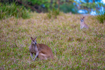 Two Agile Wallabies Feeding in Evening Light in Natural Habitat