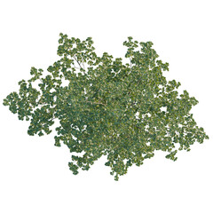 Obraz premium Alnus glutinosa tree plan, top view, cutout, transparent background, isolate, Lush tree foliage from above adds natural beauty to architectural designs