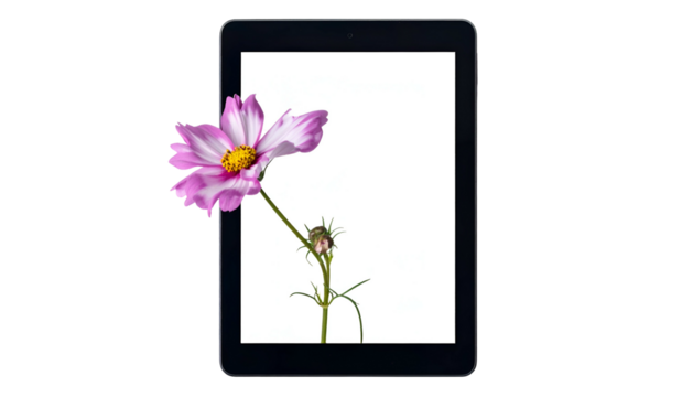 Black digital tablet frames a pink flower with yellow center, set against a black backdrop