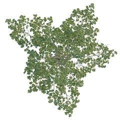 Alnus glutinosa tree plan, top view, cutout, transparent background, isolate, Lush tree foliage from above creates dynamic natural design element