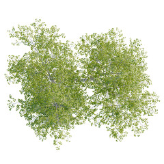 Obraz premium Betula pendula tree plan, top view, cutout, transparent background, isolate, Beautiful trees aerial view for landscaping design and architectural plans