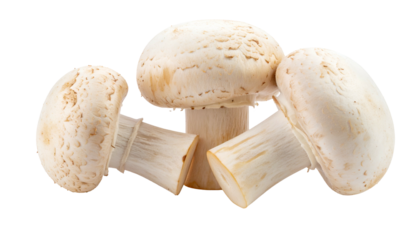 Close-up of four edible, white fungi with textured caps, against a stark black background