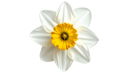 Overhead shot of a spring bloom, featuring white petals and a vibrant yellow center