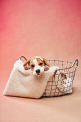 A beagle rests inside a basket on a pastel background, creating a cozy and warm scene. The soft composition emphasizes the dog's relaxed and comfortable demeanor.