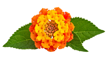 Close-up of a vibrant, multi-colored flower surrounded by green leaves, isolated