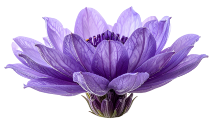 Close-up of a vibrant purple bloom with delicate petals and a dark center