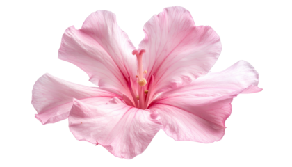 Close-up of a delicate light pink hibiscus flower with detailed petals and pistil