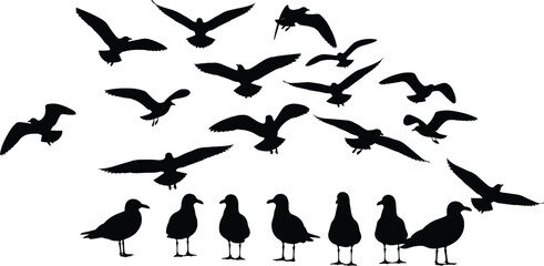 Silhouettes of seagulls flying and standing in various poses, detailed bird shapes for nature, wildlife, coastal scenery, migration and nautical design