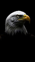 Obraz premium Bald eagle head profile with white feathers yellow beak and dark background bird animal