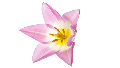 Fototapeta premium Close-up of a pink and white flower with a yellow center, isolated on black