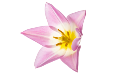 Close-up of a pink and white flower with a yellow center, isolated on black
