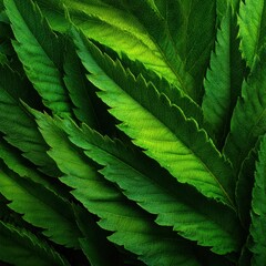 Fototapeta premium Lush green leaves with rich texture and light contrast form a natural background full of freshness and life