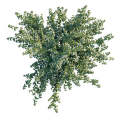 Correa alba tree plan, top view, cutout, transparent background, isolate, Silverleaf shrub in bloom, perfect for landscape design and visualization