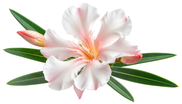 Close-up of delicate pink and white flower with buds and green leaves against black