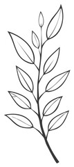 Naklejka premium Elegant botanical line art drawing featuring a sprig with detailed leaves, suitable for various creative designs.