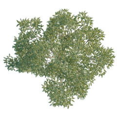Obraz premium Fraxinus excelsior tree plan, top view, cutout, transparent background, isolate, Lush treetop canopy, perfect for adding natural beauty to any design space