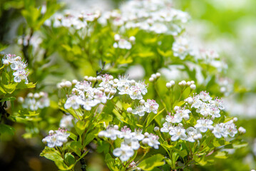 White hawthorn flowers on a green natural background
