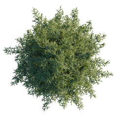 Picea abies tree plan, top view, cutout, transparent background, isolate, Aerial view of lush green tree providing shade and natural beauty element