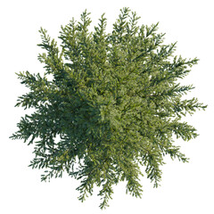 Picea omorika tree plan, top view, cutout, transparent background, isolate, Overhead lush tree view for landscaping designs and architectural renderings