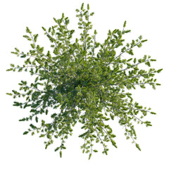 Pinus cembra tree plan, top view, cutout, transparent background, isolate, Lush green tree canopy from above offers natural design element asset