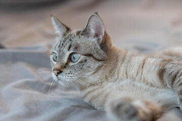 見つめる可愛い猫　シャムトラ猫	