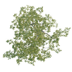 Obraz premium Platanus orientalis tree plan, top view, cutout, transparent background, isolate, Lush green tree top view, perfect for landscape designs and architectural plans