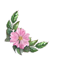watercolor composition with a pink rosehip flower and foliage, drawing for packaging, dishes, decoration, and textiles