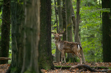 Dama dama and an important period of the year.