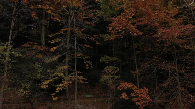 Drone push pull through fall foliage landscape