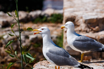 Obraz premium Pair of Yellow-legged Gulls Against Stone Background