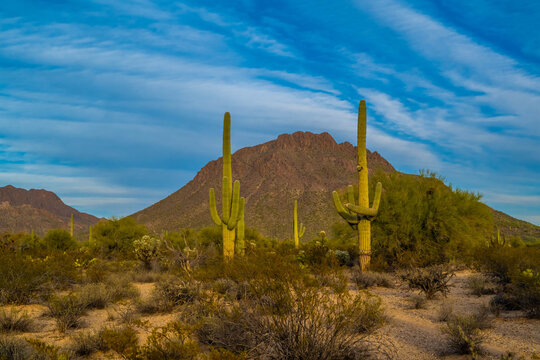 A long slender Saguaro Cactus in Tucson, Arizona