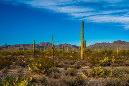 A long slender Saguaro Cactus in Tucson, Arizona