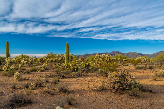 A long slender Saguaro Cactus in Tucson, Arizona