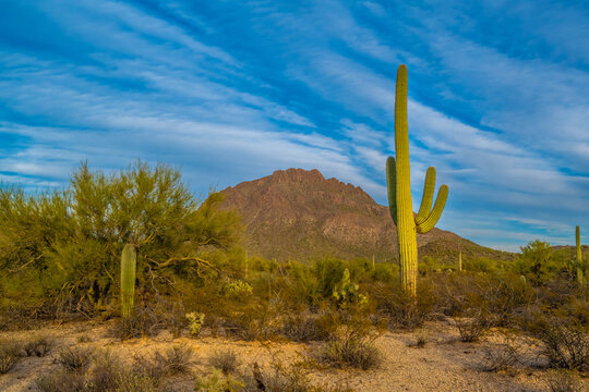 A long slender Saguaro Cactus in Tucson, Arizona