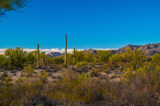 A long slender Saguaro Cactus in Tucson, Arizona