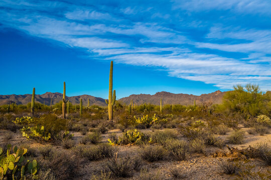 A long slender Saguaro Cactus in Tucson, Arizona
