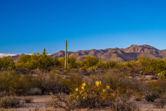 A long slender Saguaro Cactus in Tucson, Arizona