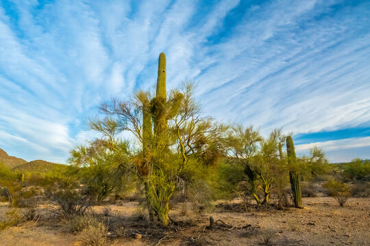 A long slender Saguaro Cactus in Tucson, Arizona