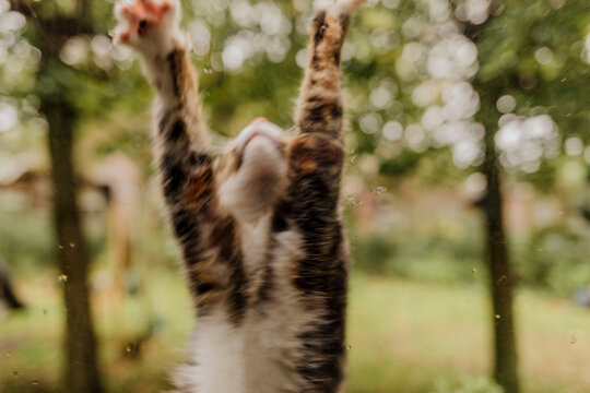 Calico cat sitting by potted plants and looking up outdoors - Powered by Adobe