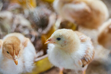 Cute baby chicks in farm
