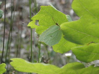 Macro image of a green butterfly on a green leaf