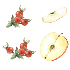 apple and rosehip, set of watercolor illustrations for packaging, design, tableware, and textiles