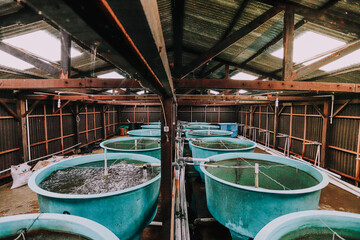 Fish Hatchery Pond with Worker Monitoring Aquaculture Tanks